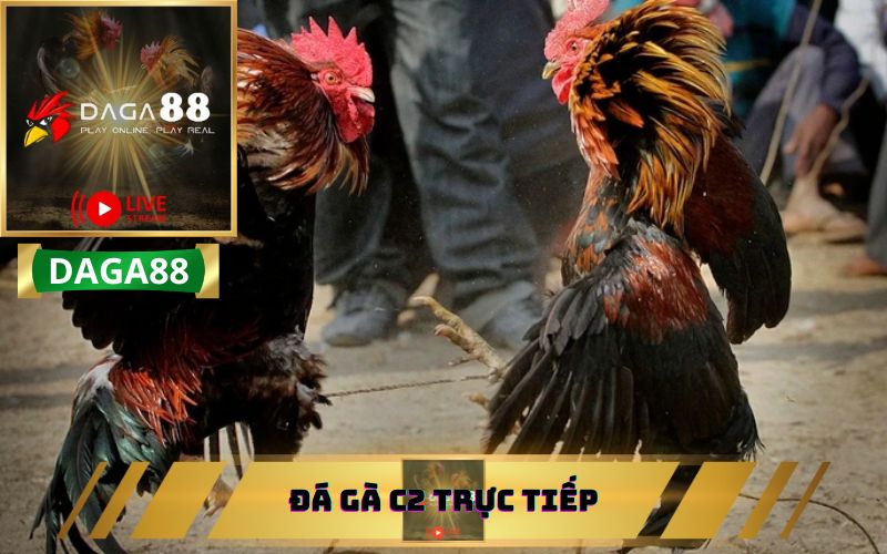 ĐÁ GÀ C2 TRỰC TIẾP HẤP DẪN TỪ BÌNH LUẬN VIÊN DAGA88