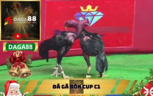 ĐÁ GÀ ĐÒN CUP C1 TẠI DAGA88