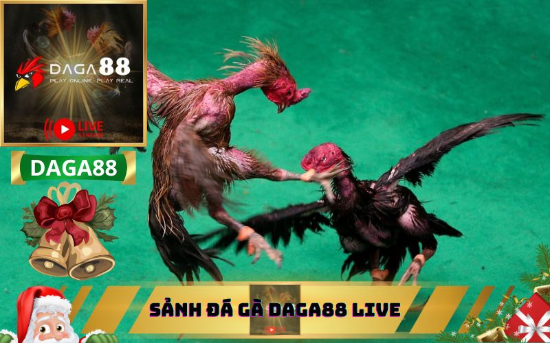 SẢNH ĐÁ GÀ DAGA88 LIVE