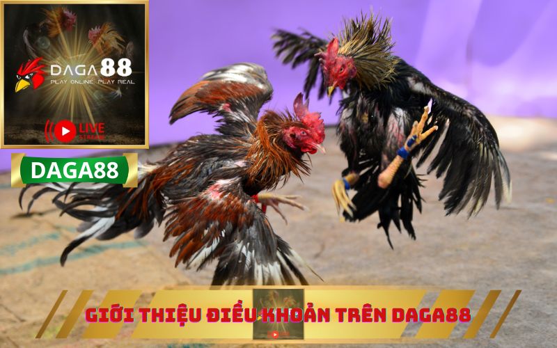 GIỚI THIỆU ĐIỀU KHOẢN DAGA88