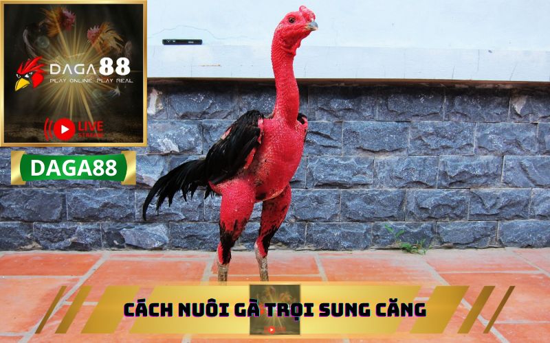 HƯỚNG DẪN NUÔI GÀ TRỌI SUNG CĂNG TỪ DAGA88