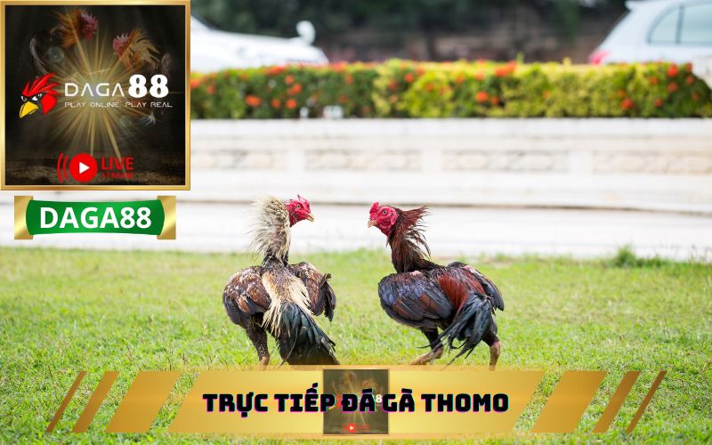 XEM TRỰC TIẾP ĐÁ GÀ THOMO TẠI DAGA88